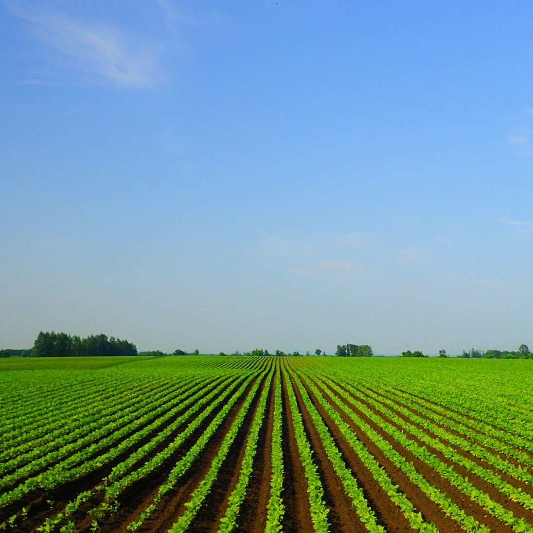 大豆農園